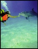 Belize Travel Specialists: Eco-tours, Rainforest Adventures and Island Vacations. Fascinating adventure tours and scuba diving in exotic locations in Belize. Weddings and Honeymoons in Belize.