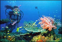 This fabulous 
special departure tour includes an amazing variety of content and will appeal to anyone with a sense of adventure! Combine the Rainforests of Belize teeming with wildlife, the magnificent Temples of Tikal, lovely Lake Izabal, the dramatic Rio Dulce, the 
Southern Barrier Reef Islands and the Garifuna Carnival before finally ending in San Pedro on "Temptation Island"