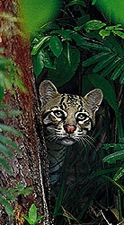 Belize Travel Specialists: Eco-tours, Rainforest Adventures and Island Vacations. 
Fascinating adventure tours and scuba diving in exotic locations around the globe.  Weddings and Honeymoons in paradise.