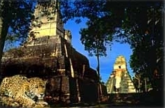 Belize Travel Specialists: Eco-tours, Rainforest Adventures and Island Vacations. Fascinating adventure tours and scuba diving in exotic locations in Belize. Weddings and Honeymoons in Belize.